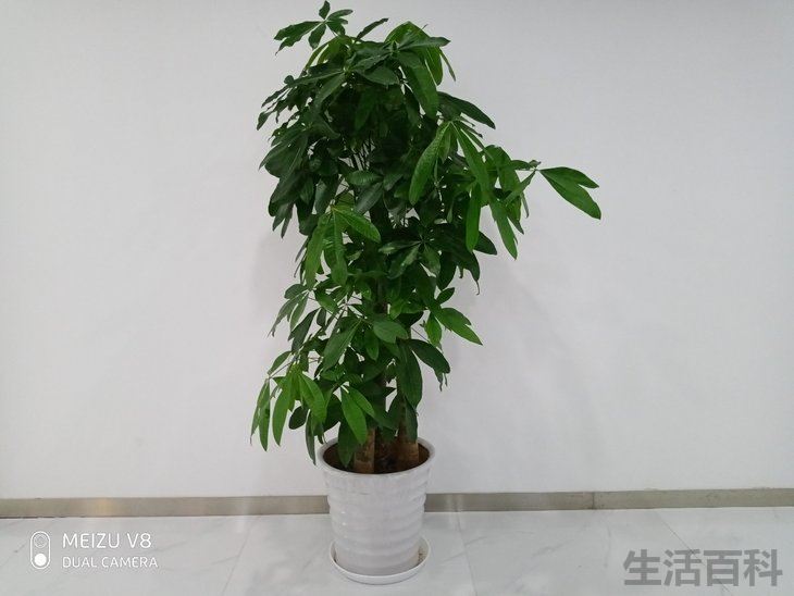 魅族v8高配版上市时间