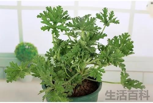 驱蚊菊真能驱蚊吗