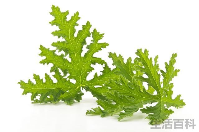 驱蚊菊真能驱蚊吗