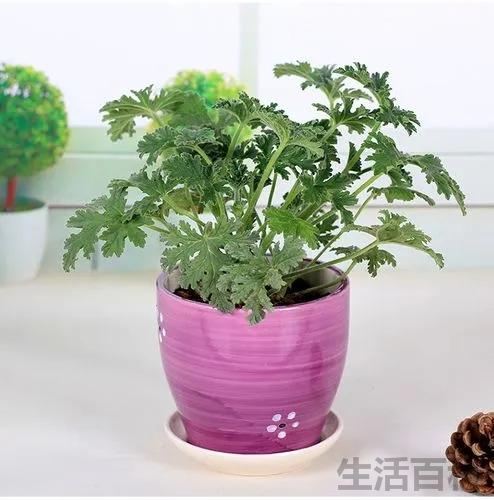 驱蚊菊真能驱蚊吗