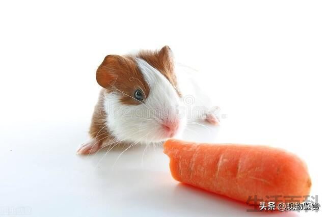 荷兰猪冬季吃的食物