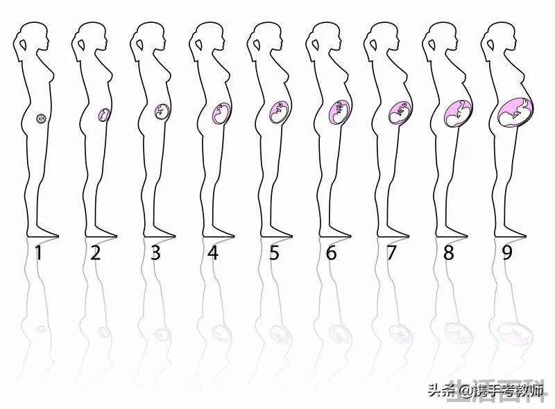 妊娠怎么读拼音