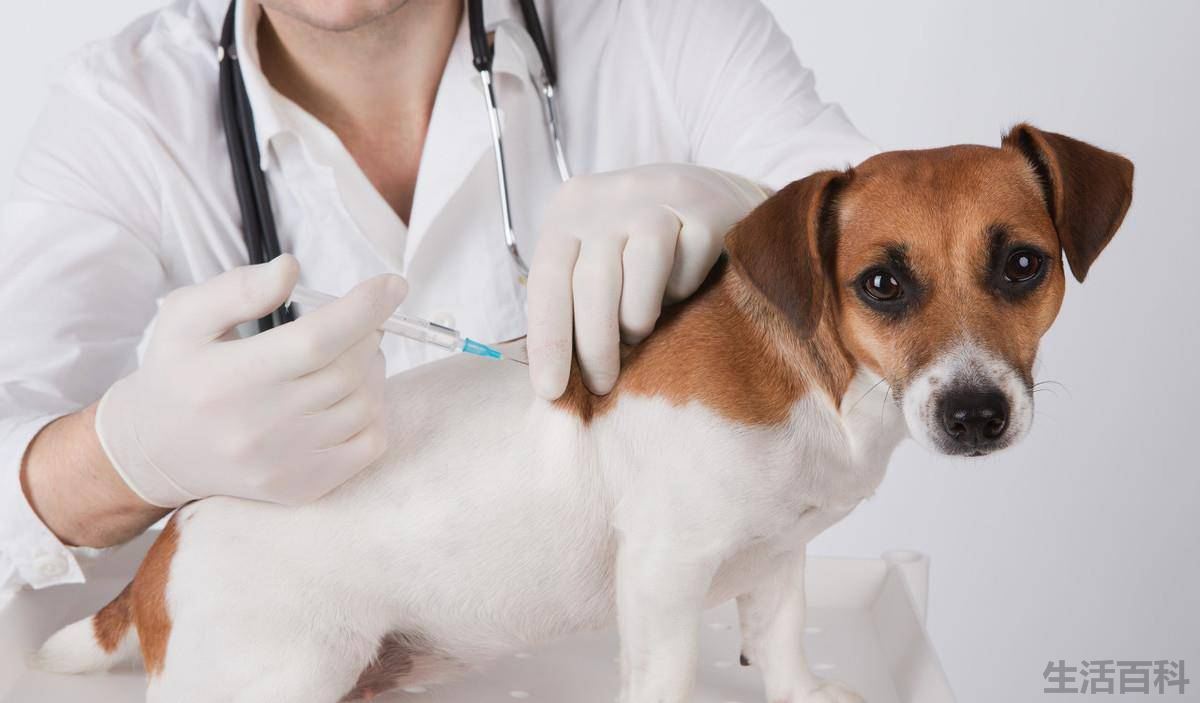 其实大部分人不用打狂犬疫苗