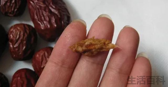 枣核能种出枣树吗