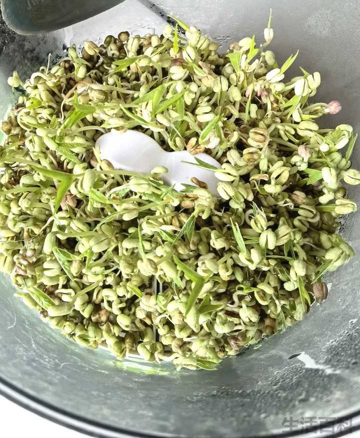 豆芽观察日记七天带图
