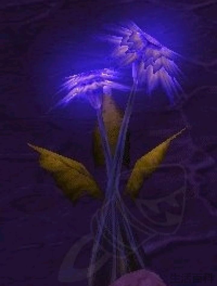 烈焰菇在哪里采
