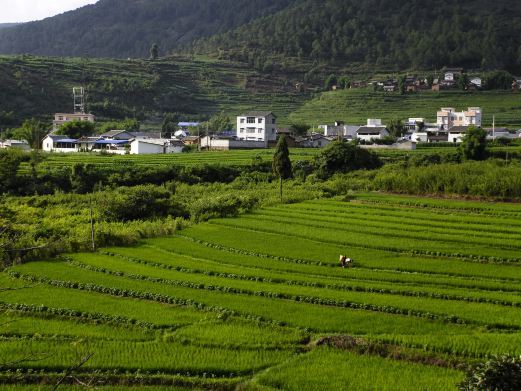 尤溪联合梯田