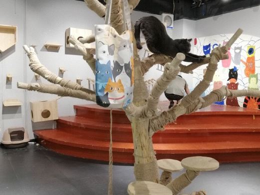 酒泉猫咪博物馆·冲鸭俱乐部