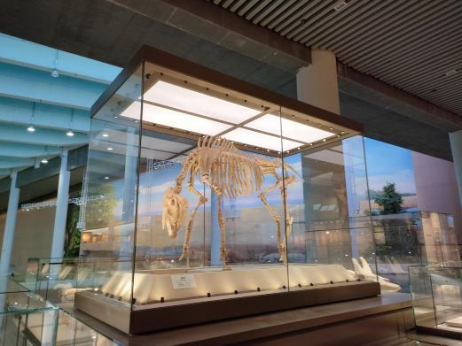 和政古生物化石文旅旅游区·古动物化石博物馆