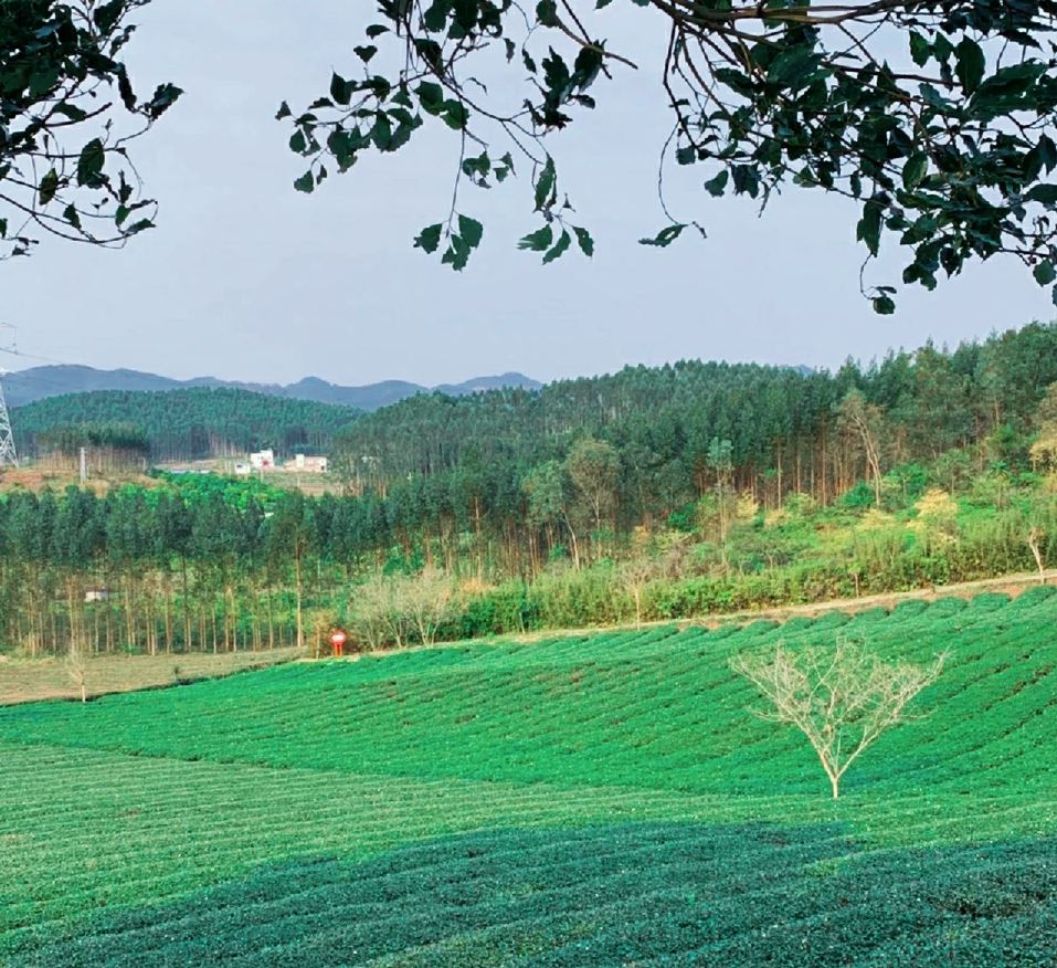 上林大明山茶场