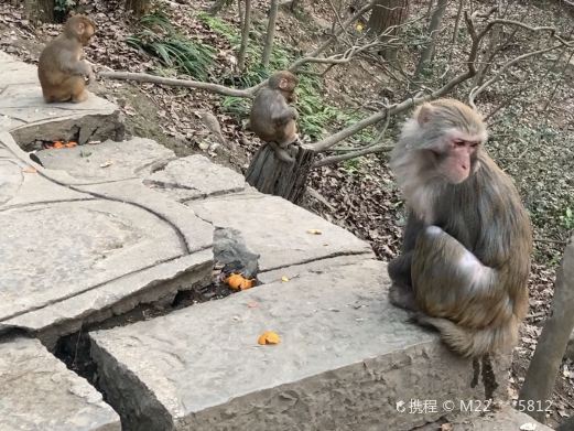 贵阳三岭湾猕猴观赏园