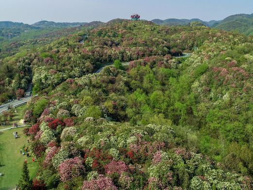 大方百里杜鹃戛木景区