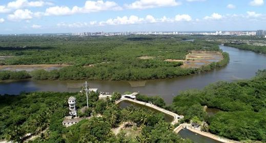 文昌海南清澜红树林省级自然保护区