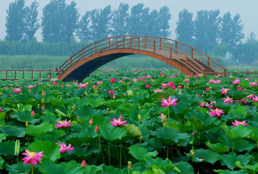 雄县白洋淀旅游湿地公园