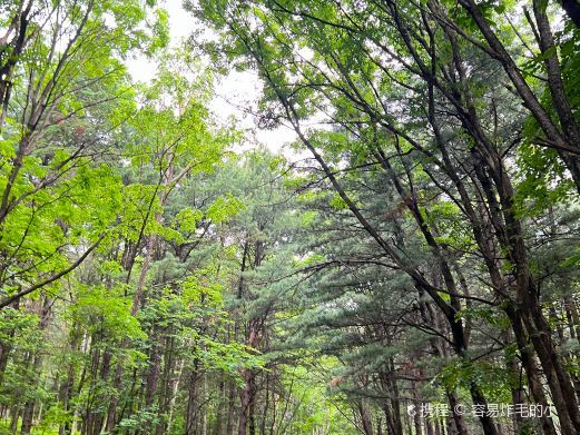伊春南山森林公园