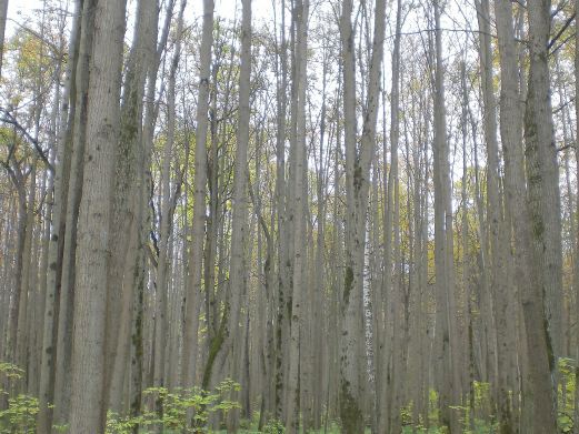 南岔锦山公园