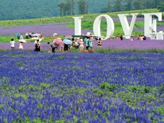 遂平嵖岈山温泉小镇薰衣草文化园