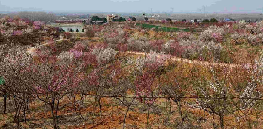 南阳塔子山梅花基地