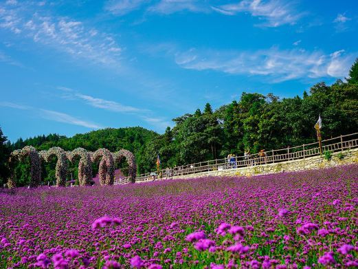 巴东野三关森林花海