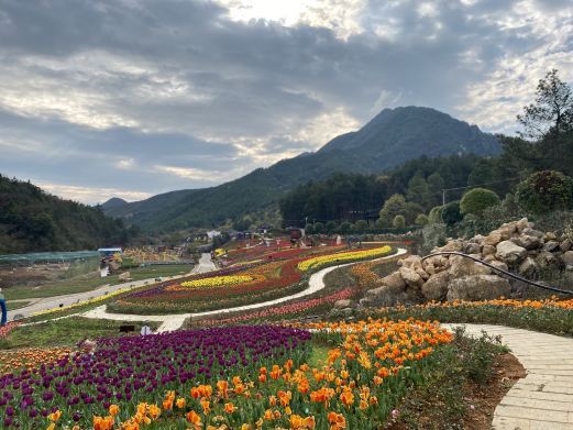 茶陵茶乡花海景区