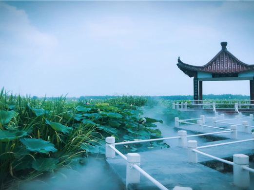 金湖荷花荡景区
