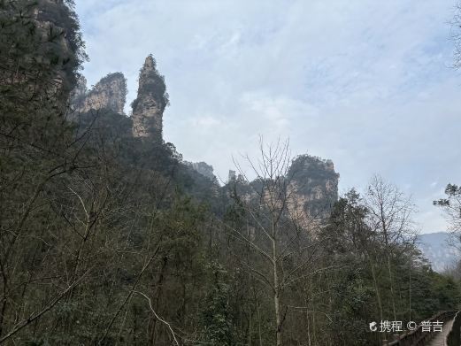 张家界锦鼠观天