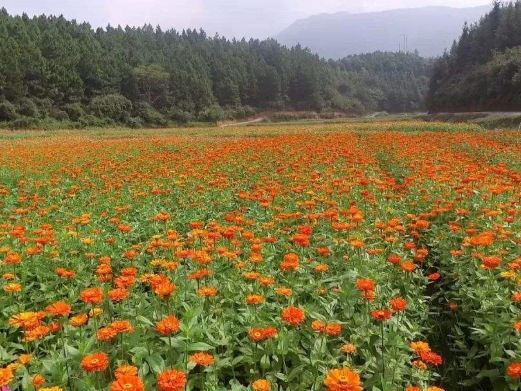 双牌泷泊国际慢城花千谷