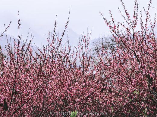 安仁桃花岛