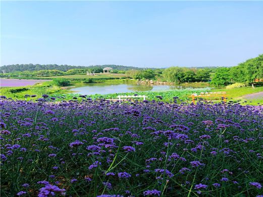 南京大塘金香草谷