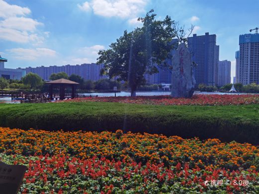 阜宁白天鹅公园