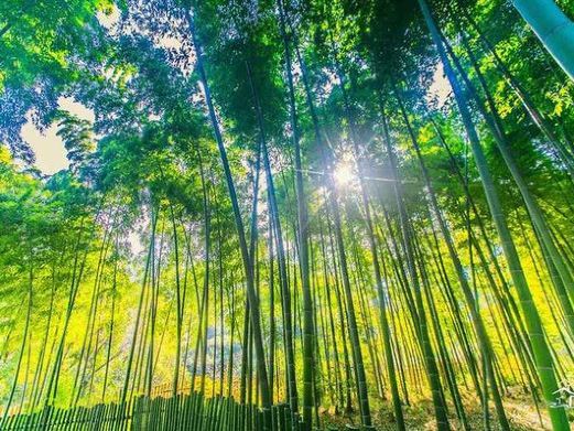 苏州树山生态村