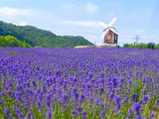 大连紫云花汐薰衣草庄园