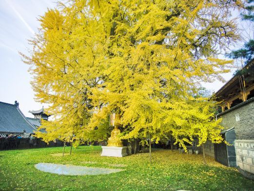 西安古观音禅寺