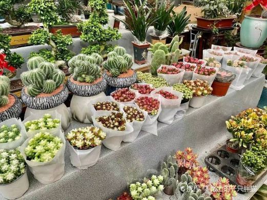 西安秦岭花世界