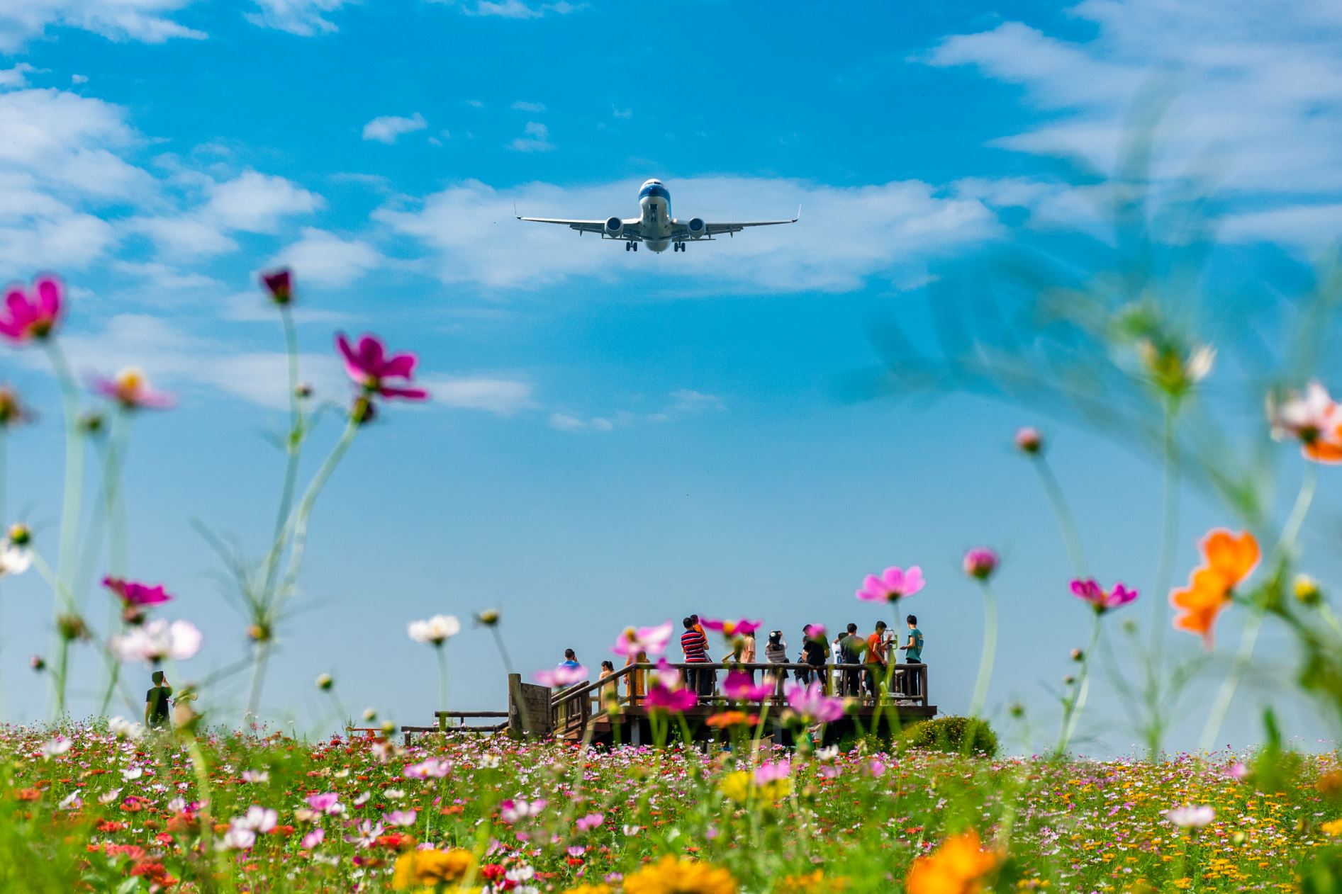 成都空港花田