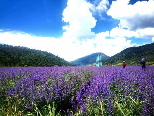 松潘川主寺薰衣草生态园