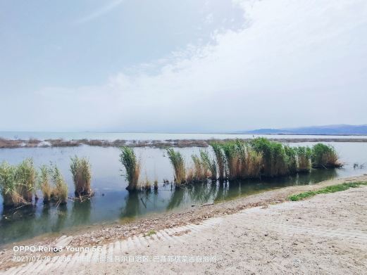 库尔勒博湖地区湿地