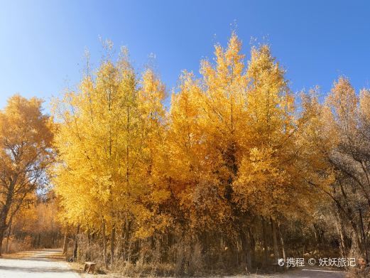 伽师县城中胡杨生态园景区