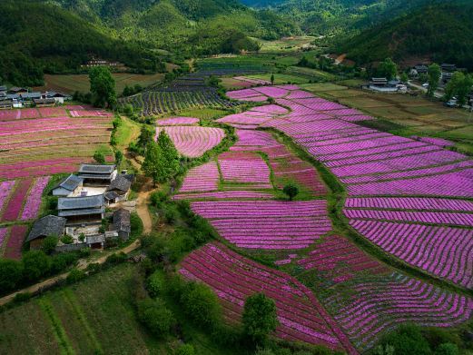 玉龙花海