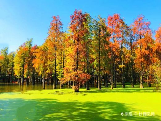 杭州青山湖水上森林
