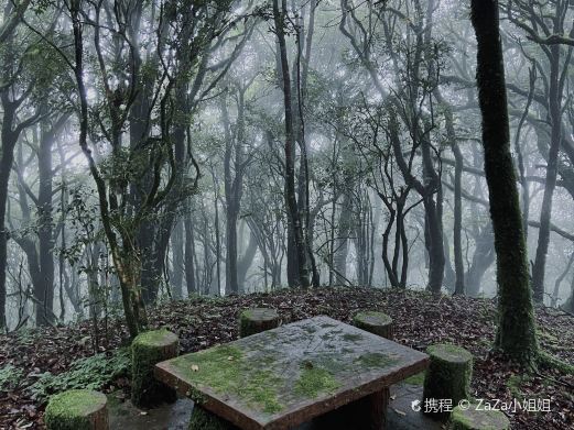 新平金山原始森林