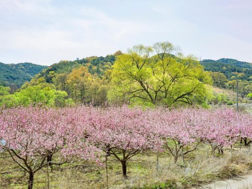 舟山桃花岛风景区