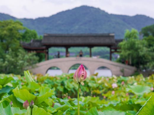 杭州荷花庄