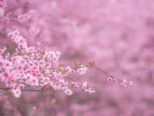 上海新场古镇桃花节