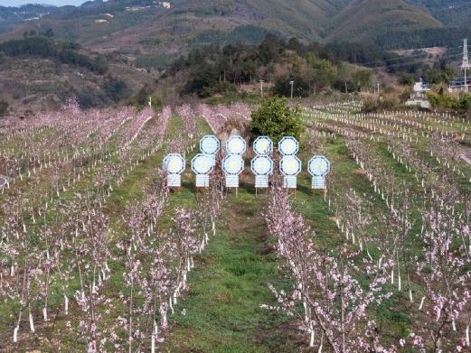 重庆三生三世桃花源