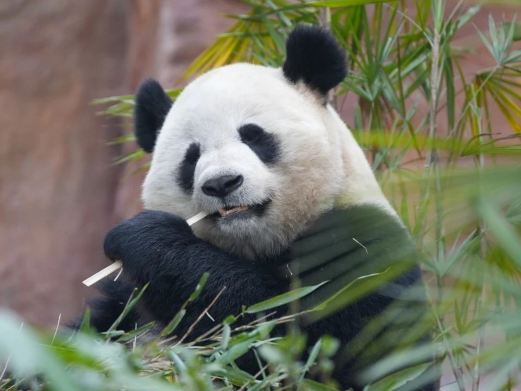 重庆乐和乐都动物主题乐园