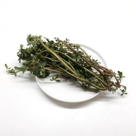 马齿苋