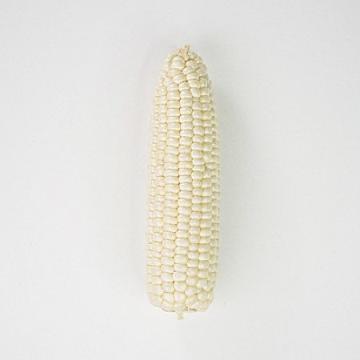 珍珠玉米