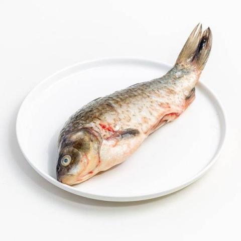 鲫鱼