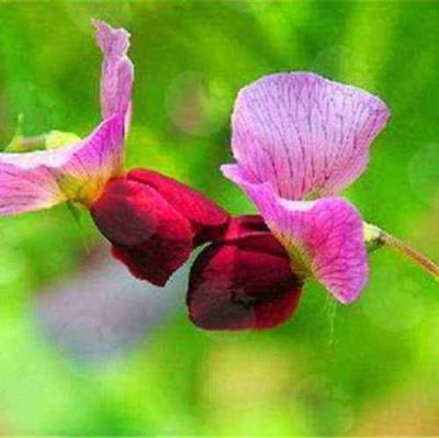 豌豆(花)